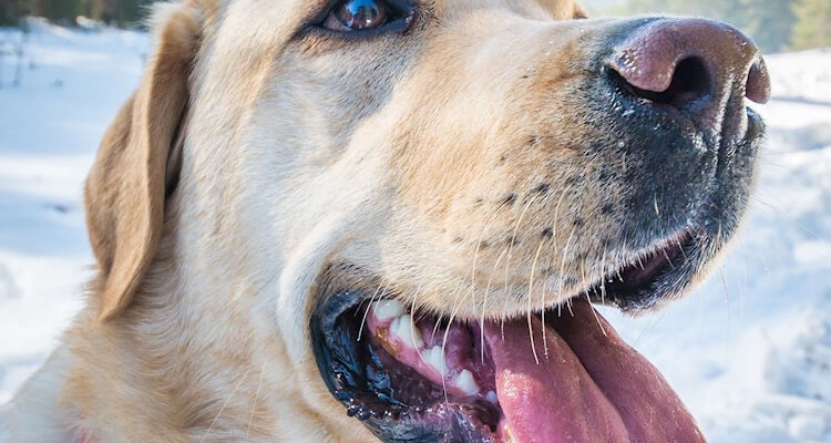deklarationen von hundefutter richtig lesen