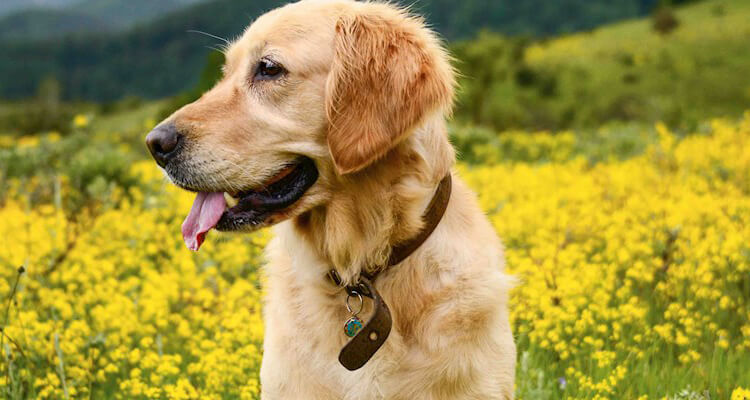 crave hundefutter mit hohem proteingehalt