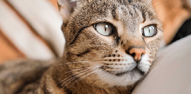 hauskatzen richtig pflegen
