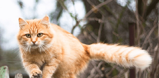 deklarationen von katzenfutter richtig lesen